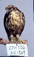 鳳頭蒼鷹藏品圖，第3張